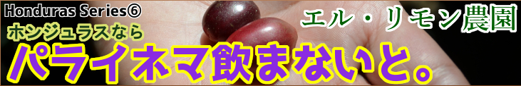 ホンジュラス エル・リモン農園 パライネマ