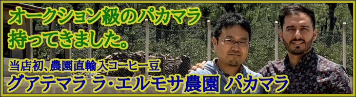 グアテマラ　ラ・エルモサ農園　パカマラ